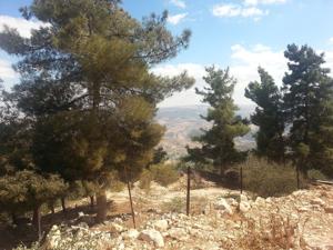 Dense forest path in Ajloun